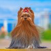 Yorkshire Terrier Paint by number