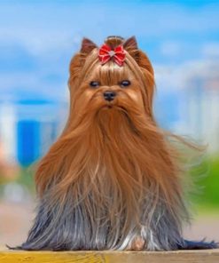 Yorkshire Terrier Paint by number