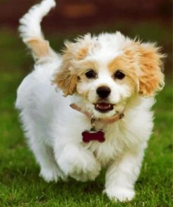 Adorable Cavachon Paint by numbers