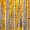 Aesthetic Aspen Trees Paint by numbers