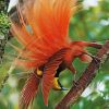 Aesthetic Bird Of Paradise Paint by numbers