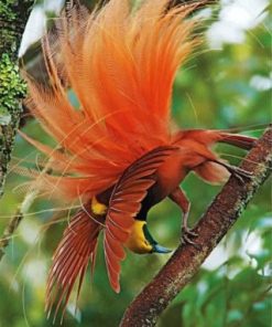 Aesthetic Bird Of Paradise Paint by numbers