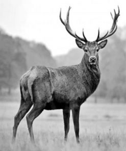 Aesthetic Black And White Deer Paint by numbers