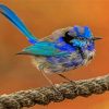 Aesthetic Blue Wren Paint by numbers