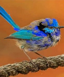 Aesthetic Blue Wren Paint by numbers