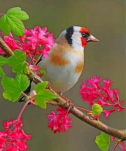 Aesthetic Bullfinch Bird Paint by number
