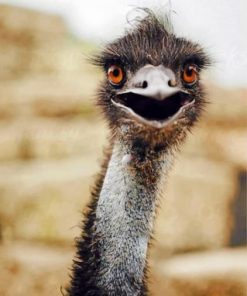 Aesthetic Emu Bird Paint by numbers