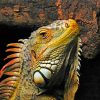 Aesthetic Iguana Paint by numbers