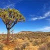 Aesthetic Joshua Tree In Desert Paint by numbers
