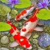 Aesthetic Koi Fish Paint by numbers