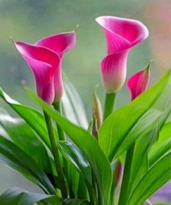 Aesthetic Pink Calla Lily Paint by numbers