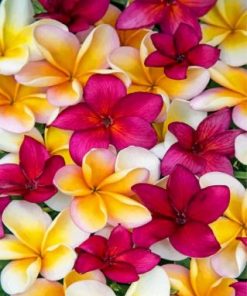 Aesthetic Plumerias Paint by numbers