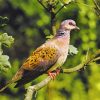 Aesthetic Dove Bird Paint by numbers