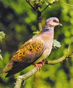 Aesthetic Dove Bird Paint by numbers