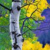 Aspen Tree Paint by numbers