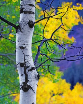 Aspen Tree Paint by numbers