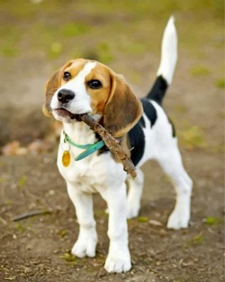 Beagle Dog Paint by numbers