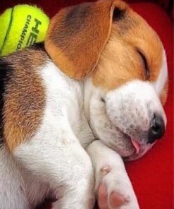 Beagle Puppy Sleeping Paint by numbers