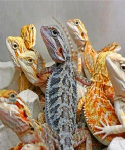 Bearded Dragons Paint by numbers
