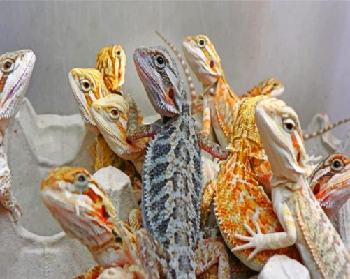 Bearded Dragons Paint by numbers