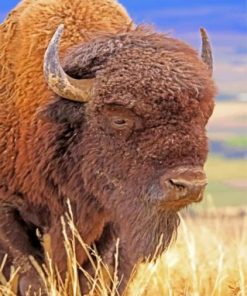 Bison Animal Pint by numbers