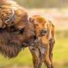 Bisons Little Family Paint by numbers