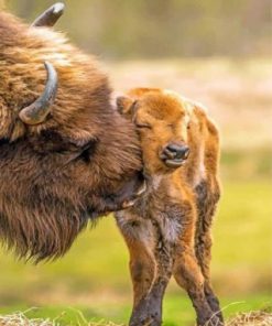 Bisons Little Family Paint by numbers