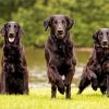 Black American Lab Paint by numbers