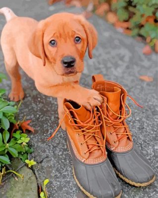 Boxer Red Lab Puppy Paint by numbers