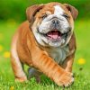 British Bulldog Paint by numbers