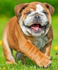 British Bulldog Paint by numbers