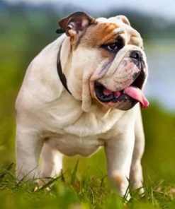 British Bulldog Pet Paint by numbers