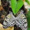 Butterflies Heart paint by number