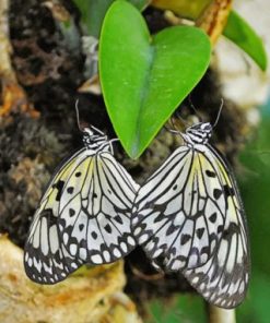 Butterflies Heart paint by number