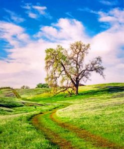 California Spring Paint by numbers