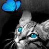 Cat And Butterfly paint by numbers