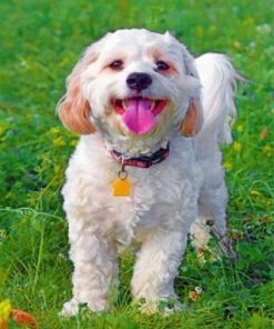 Cavachon Dog Paint by numbers