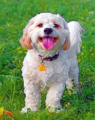 Cavachon Dog Paint by numbers
