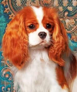 King Charles Cavalier Paint by numbers