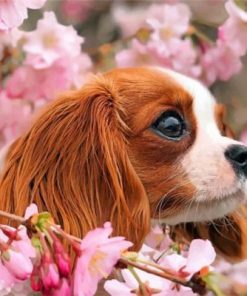 Cavalier Puppy And Blossoms paint by numbers