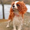 Cavalier Puppy Paint by numbers