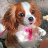 Cavalier Puppy Paint by numbers
