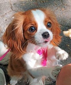 Cavalier Puppy Paint by numbers