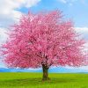 Cherry Tree Paint by numbers
