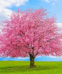 Cherry Tree Paint by numbers