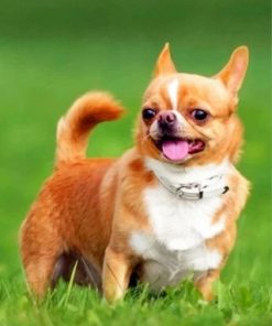Chihuahua Puppy Paint by numbers