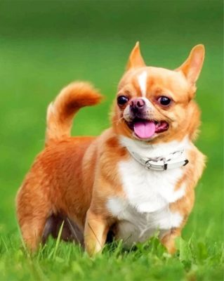 Chihuahua Puppy Paint by numbers