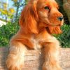 Cocker Spaniel Paint by numbers