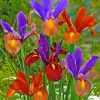 Colorful Irises Paint by numbers