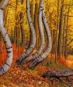Curved Aspen Trees Paint by numbers